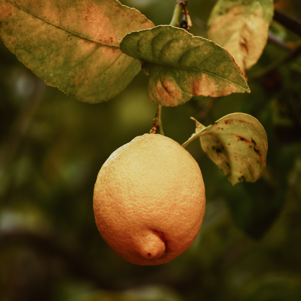 Zahncreme Zitrone-Ratanhiawurzel-Nelke (fluoridhaltig), Nachkaufflasche, 90 ml