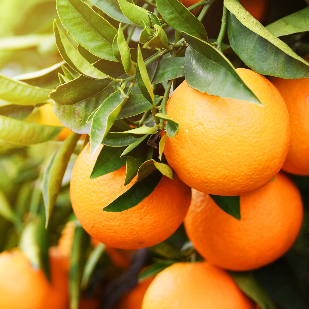 GESCHMACKS  EXPLOSION MIT UNSERER FRUCHTIGSTEN ZAHNCREME BLUTORANGE & FENCHEL