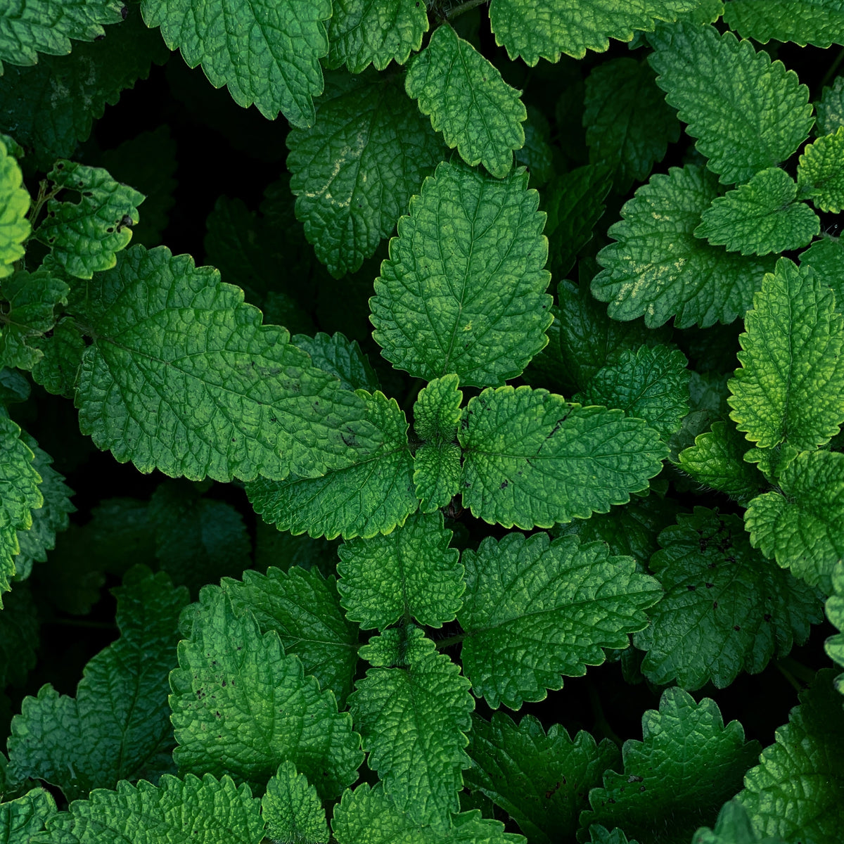 MINT BOOST MAROKKANISCHE MINZE & BERGSALBEI MIT VITAMIN B12